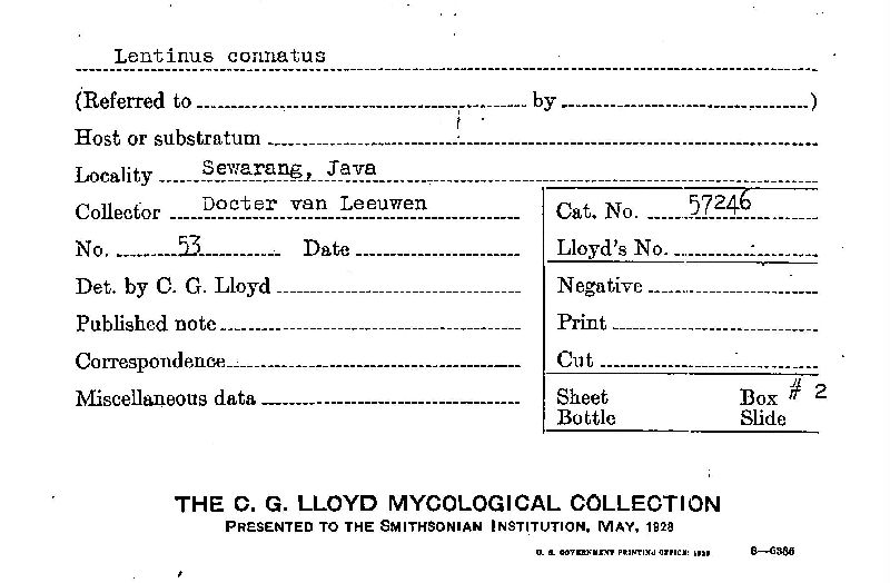 Lentinus connatus image