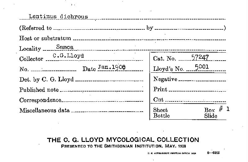 Lentinus dichrous image