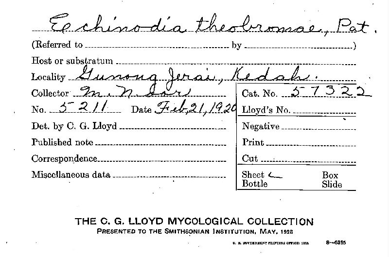 Echinodia theobromae image