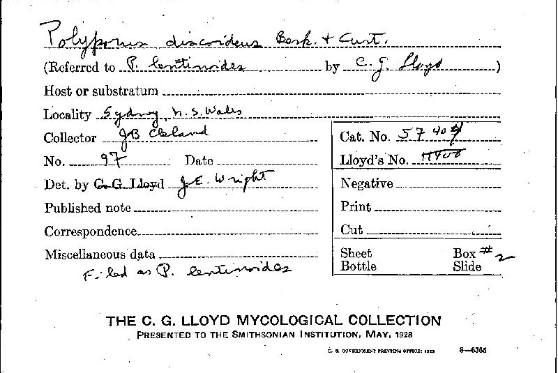 Polyporus udus image
