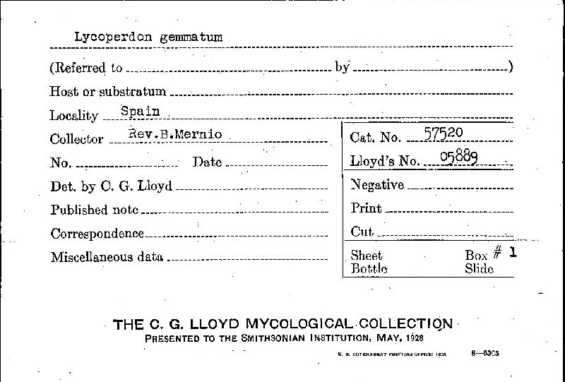 Lycoperdon gemmatum image
