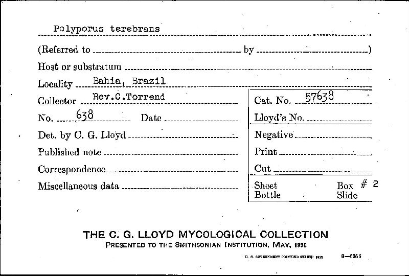 Polyporus terebrans image