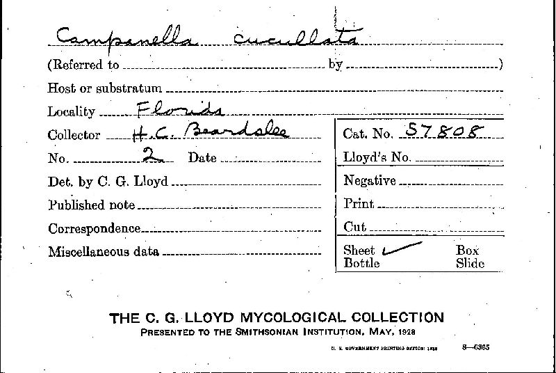 Campanella cucullata image