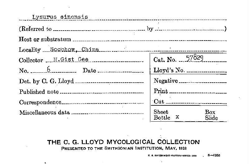 Lysurus sinensis image