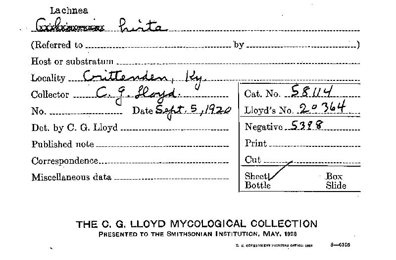 Scutellinia cejpii image