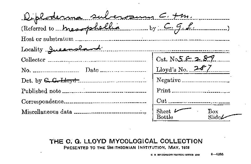 Diploderma suberosum image