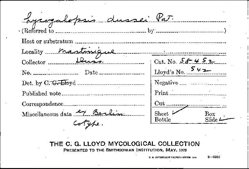 Lycogalopsis dussii image