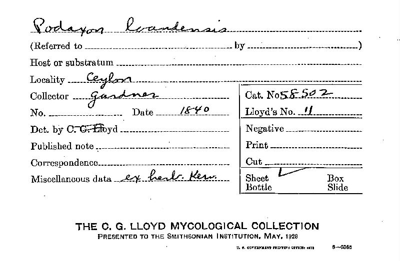 Podaxon loandensis image