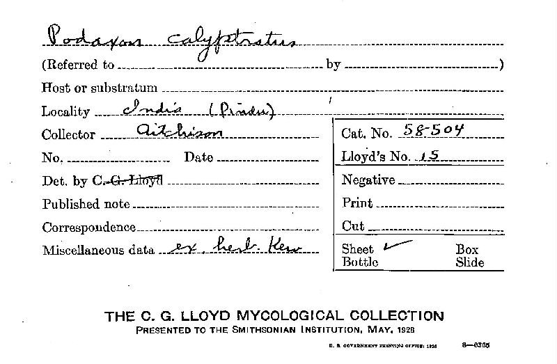 Podaxon calyptratus image