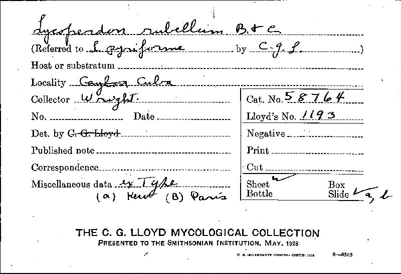 Lycoperdon rubellum image