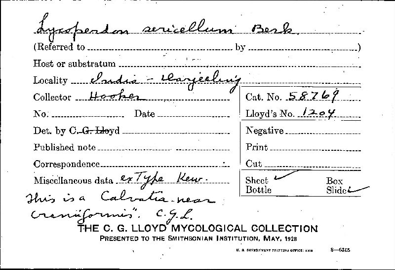 Lycoperdon sericellum image