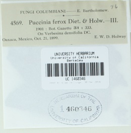 Puccinia ferox image