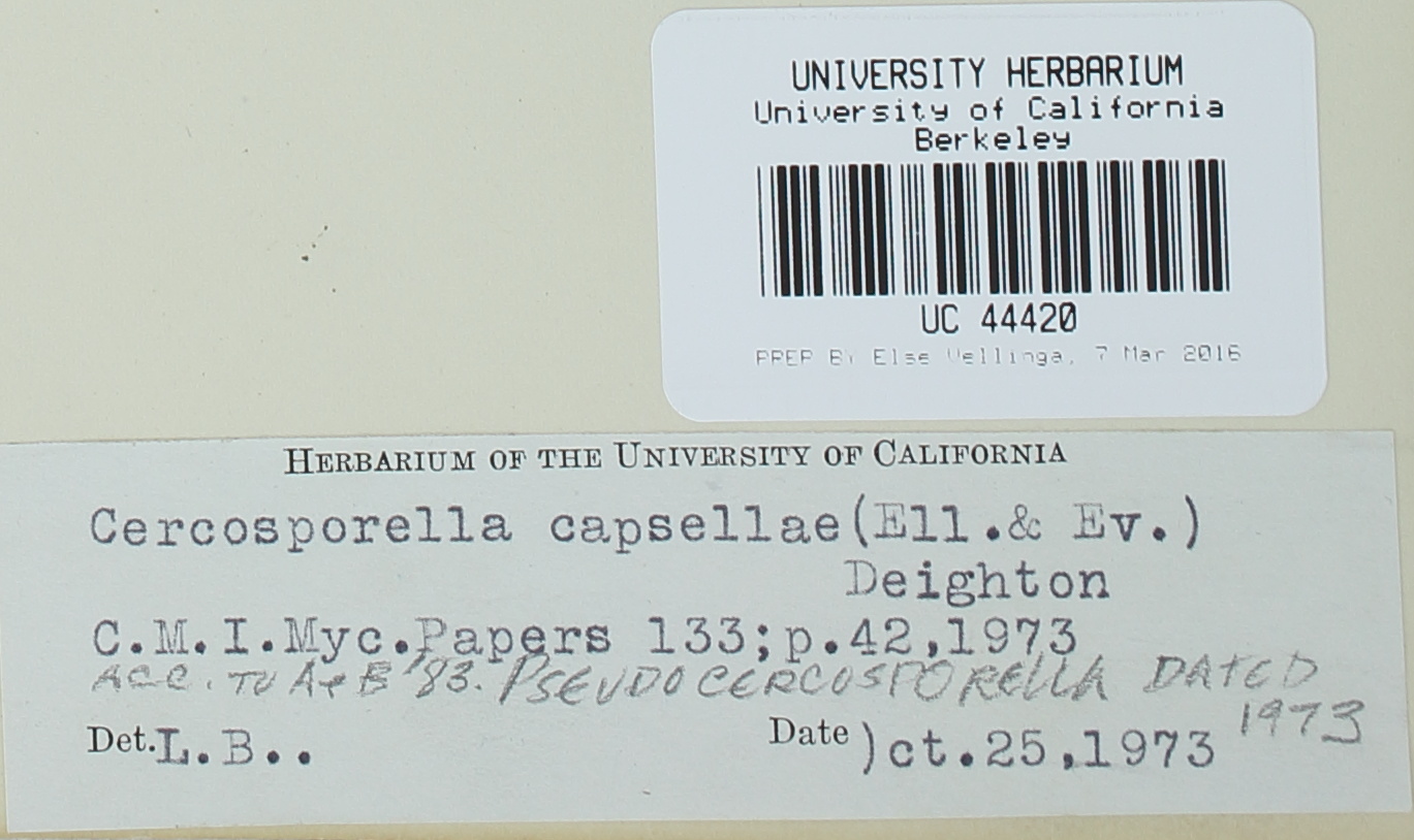 Pseudocercosporella capsellae image