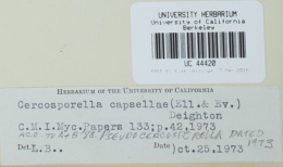 Pseudocercosporella capsellae image