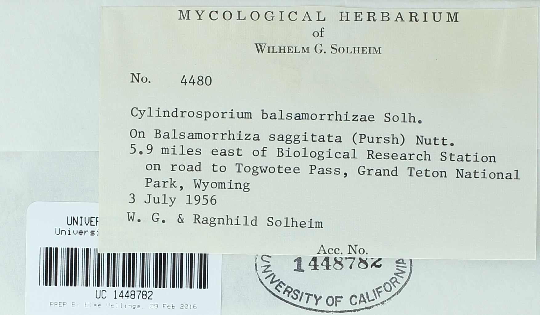 Cylindrosporium balsamorrhizae image