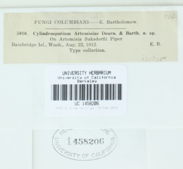 Cylindrosporium artemisiae image