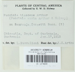 Puccinia hiascens image