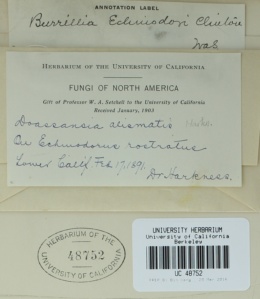Burrillia echinodori image