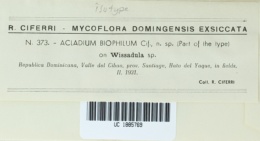 Image of Acladium biophilum