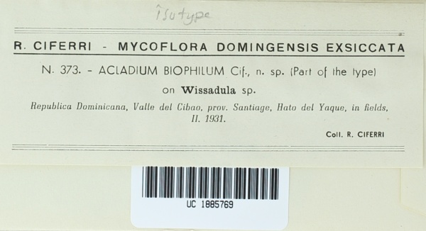 Acladium biophilum image