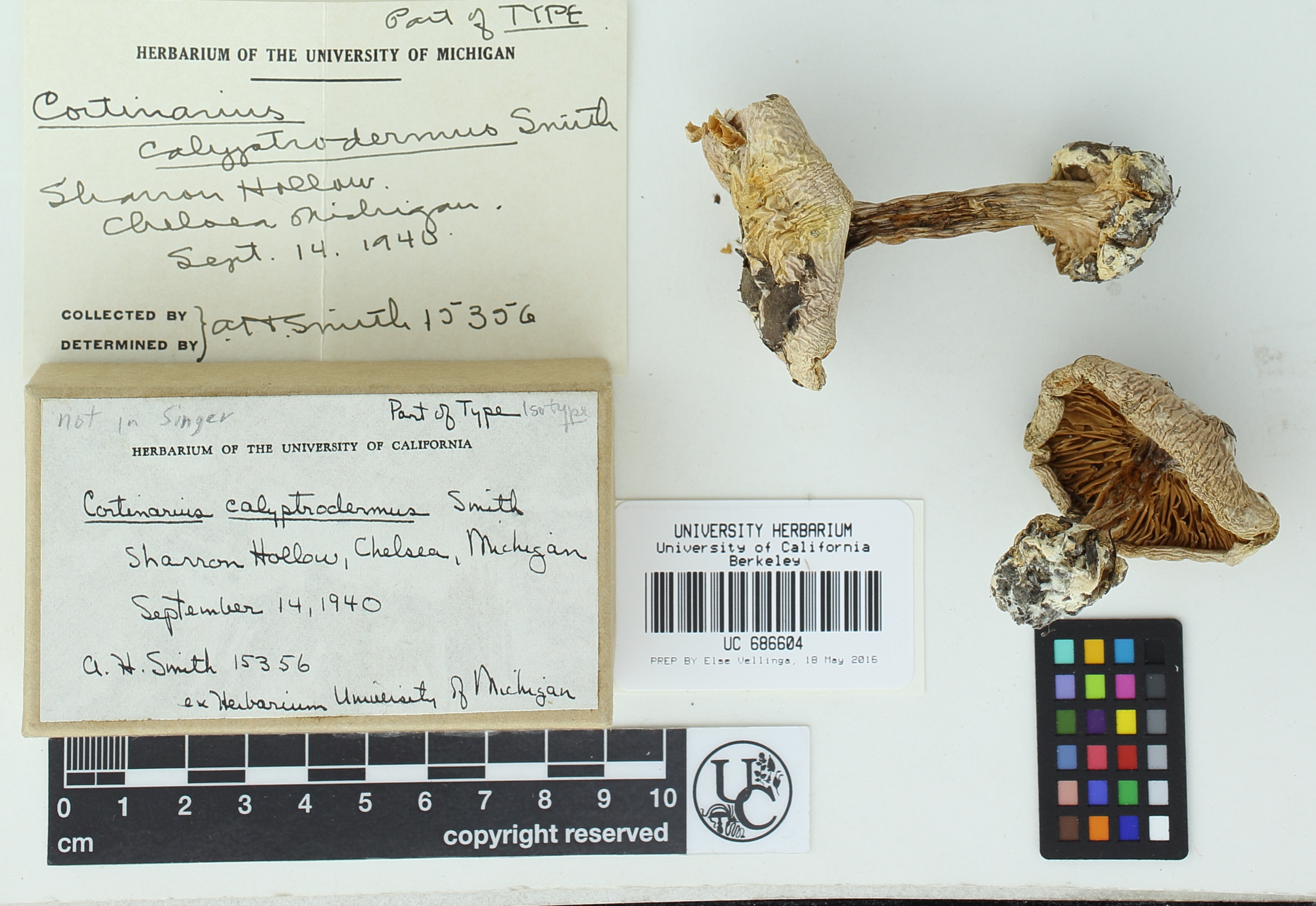 Cortinarius calyptrodermus image