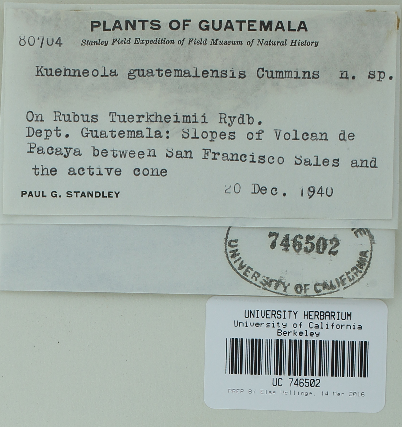Image of Kuehneola guatemalensis