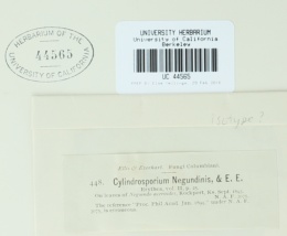 Cylindrosporium negundinis image