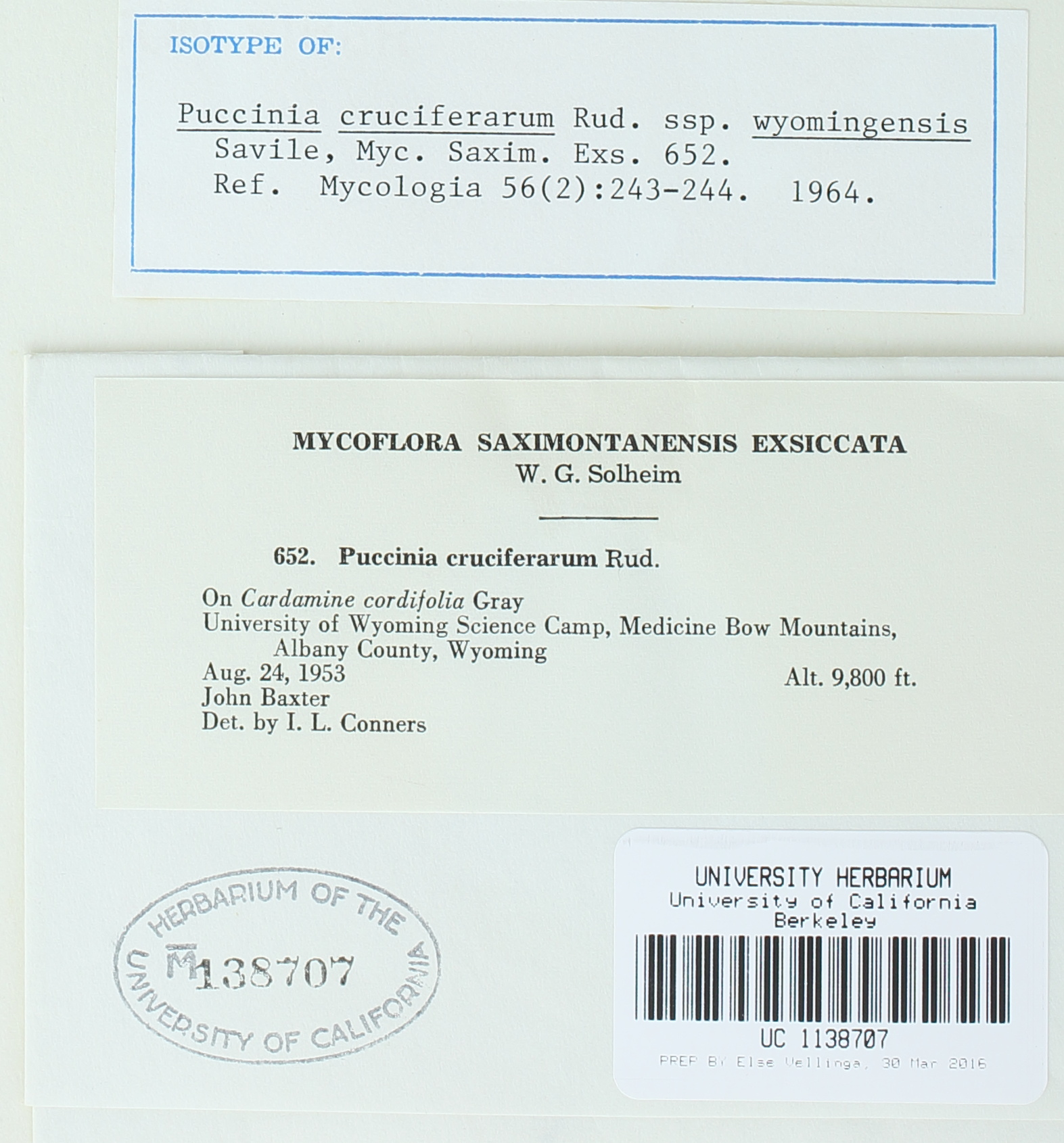 Puccinia cruciferarum subsp. wyomingensis image