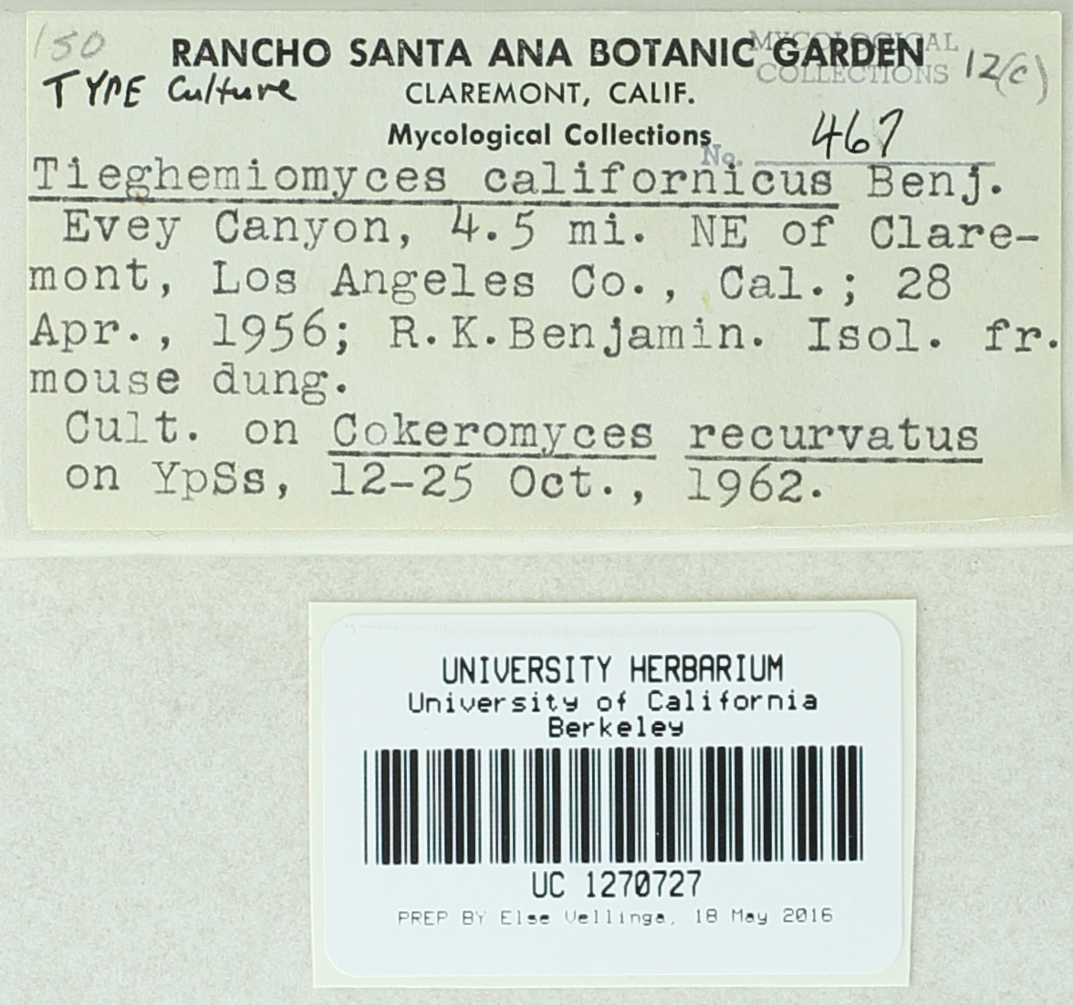 Image of Tieghemiomyces californicus