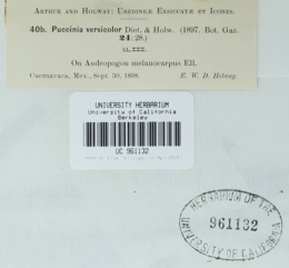 Puccinia versicolor image