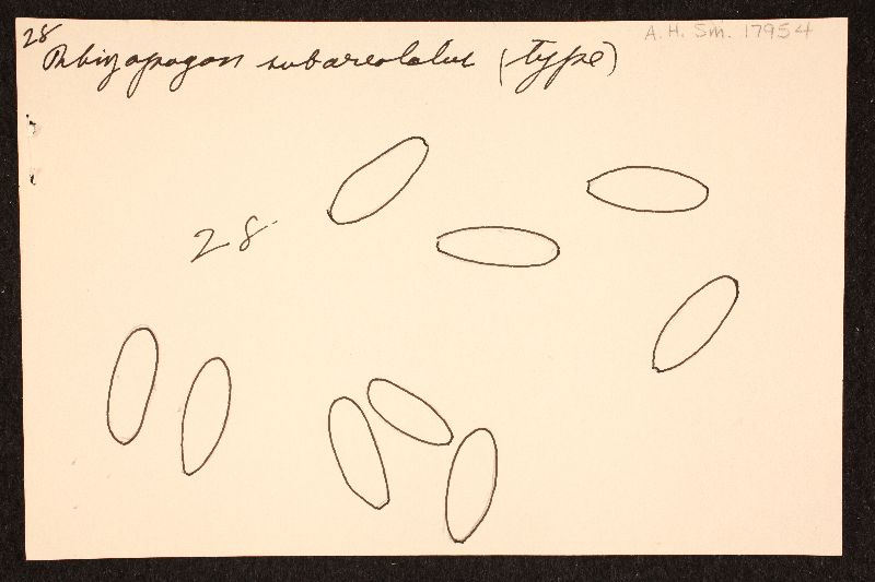 Rhizopogon subareolatus image