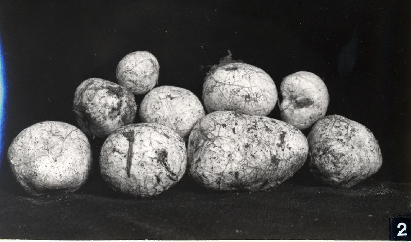Rhizopogon subcroceus image