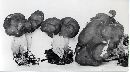 Gyromitra californica image