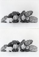 Gyromitra californica image