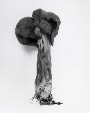 Helvella lacunosa image