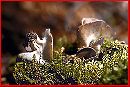 Helvella leucomelaena image