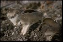 Helvella leucomelaena image