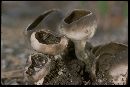 Helvella leucomelaena image