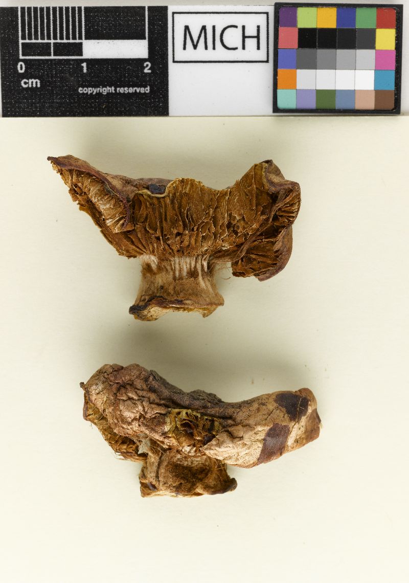 Cortinarius saxamontanus image