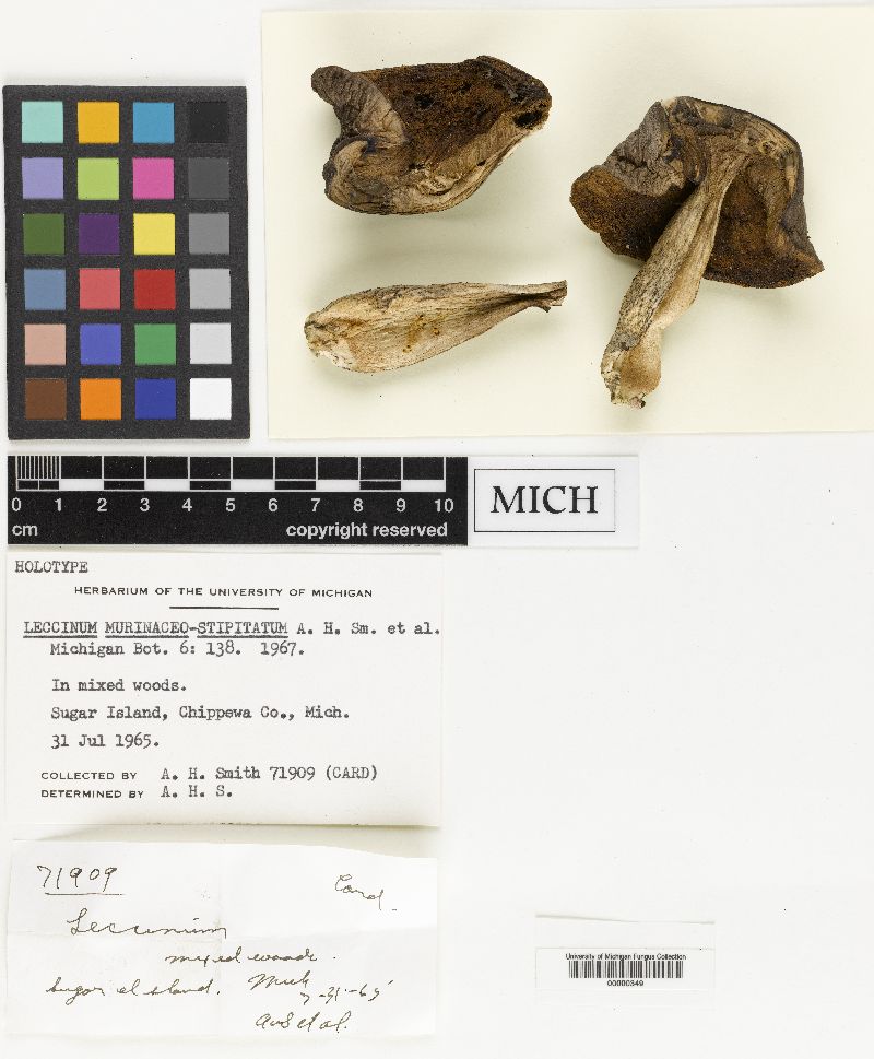 Leccinum murinaceostipitatum image