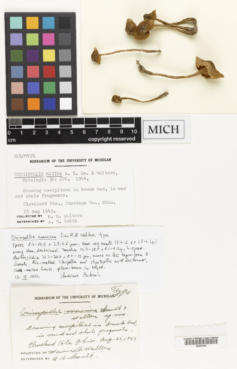 Crinipellis maxima image
