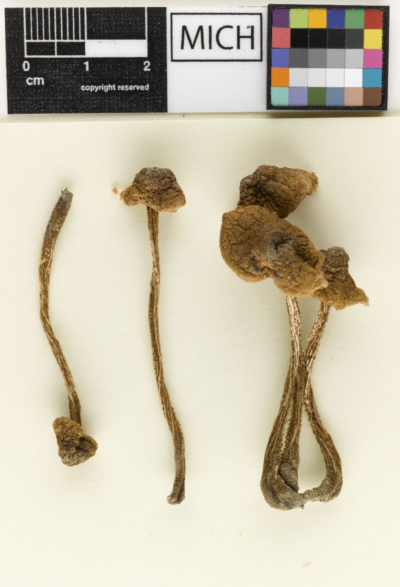 Crinipellis maxima image