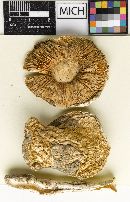 Amanita malheurensis image