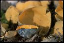 Caloscypha fulgens image