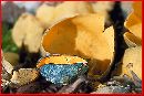 Caloscypha fulgens image