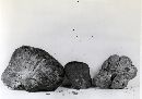 Hymenogaster sublilacinus image