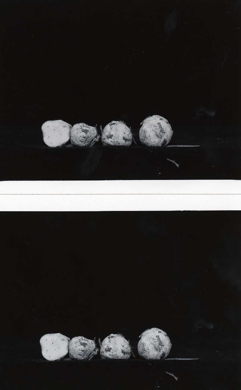 Rhizopogon cokeri image