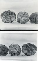 Rhizopogon ellenae image