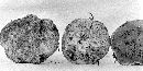 Rhizopogon ellenae image