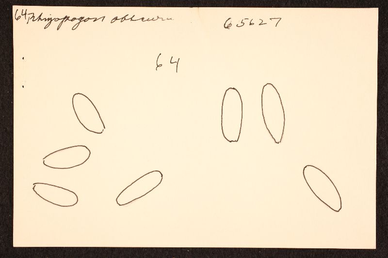 Rhizopogon obscurus image